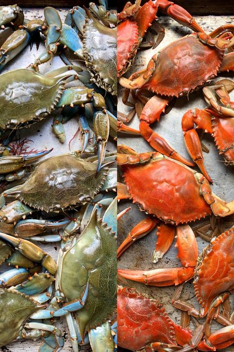 Everything you need to know about buying, cooking (steaming & boiling), and picking blue crabs all right here all in one delicious place! Steamed Blue Crab, Grilled Blue Crab, Blue Crab Boil Recipe, Blue Crab Recipe, Shrimps Recipes, Blue Crab Recipes, Crab Boil Recipe, Blue Claw Crab, Boiling Crab