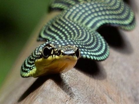 Flying Snake Flattening It's Body For Launch. Flying Snake, Madagascar Animals, Tree Snake, Green Mamba, Cool Snakes, Hand Carved Walking Sticks, Komodo Dragon, Animals Amazing, Rare Species