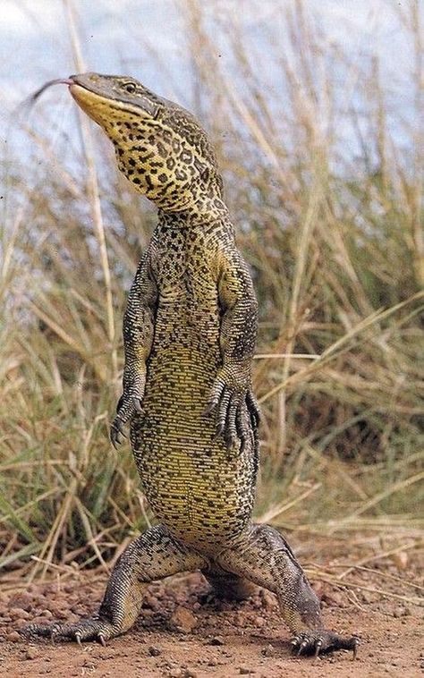 The Australian Goanna can grow as large as 8 feet Australian Fauna, Monitor Lizard, Animal Reference, Reptile Habitat, Cute Reptiles, Australian Wildlife, Interesting Animals, Australian Animals, Komodo