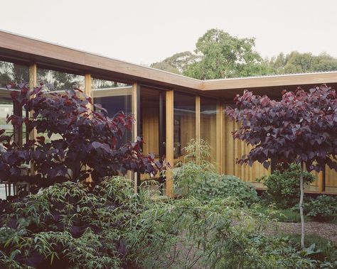 Chamomile Lawn, Glazed Walls, Desks For Small Spaces, Colonial History, Australian Garden, Internal Courtyard, Renzo Piano, Casa Container, Australian Architecture