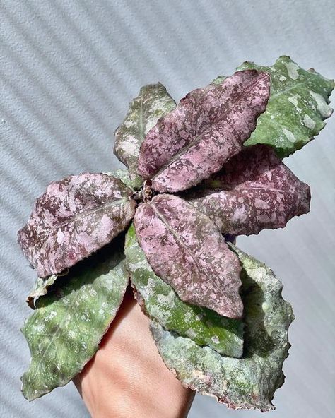 Indoor Plants Names, Hoya Varieties, Houseplant Decor, Plant Care Houseplant, Pink Plant, Plant Decor Indoor, Plant Aesthetic, Room With Plants, Planting Herbs