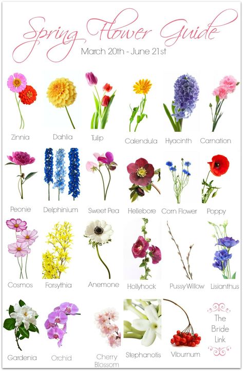 Spring Wedding Flower, Wedding Flower Guide, Flower Guide, Spring Wedding Flowers, Flower Names, Deco Floral, Spring Flower, Arte Floral, Types Of Flowers