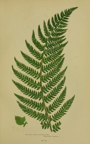 n274_w1150 | Flickr - Photo Sharing! Quetzalcoatl Tattoo, Fern Tattoo, Illustration Botanique, Vintage Botanical Prints, Scientific Illustration, Plant Illustration, Nature Illustration, Vintage Botanical, Botanical Print