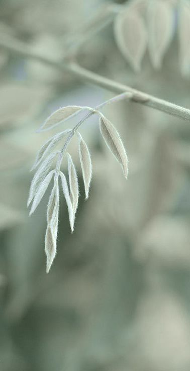 Green Aesthetic Soft, Verde Sage, September Days, Sage Aesthetic, Uni Bedroom, Aesthetic Colour, Seasons Changing, Autumn Green, Celadon Green