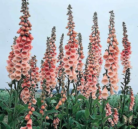 Digitalis Flowers, Pink Foxglove, Foxglove Flower, Digitalis Purpurea, Shasta Daisies, American Meadows, Perennial Flower, Annual Flowers, Organic Seeds