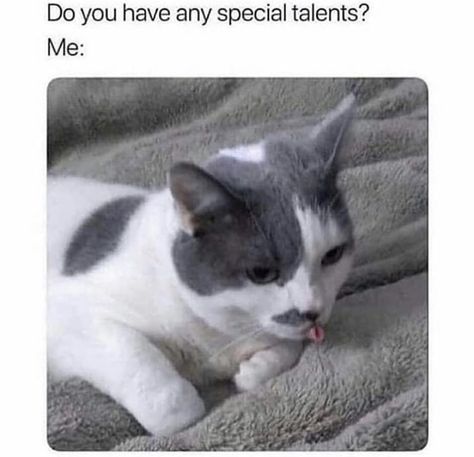 Gatos Cool, Hidden Talents, Cute Cat Memes, Funny Cat Memes, Funny Cat Pictures, Animal Memes, Cute Funny Animals, White Cat, Cat Pics