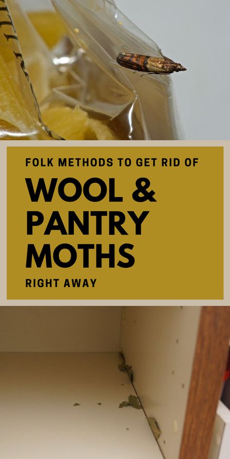 Folk Methods To Get Rid Of Wool And Pantry Moths Right Away - 101CleaningTips.net Get Rid Of Moths In House, How To Get Rid Of Moths In The House, Moths In Pantry, How To Get Rid Of Moths Outdoors, How To Get Rid Of Pantry Moths, Codling Moth Control, Getting Rid Of Moths, Pantry Moths, Moth Repellent