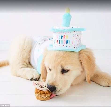 Kmart Australia now sells adorable birthday outfits for dogs Dog Birthday Outfit, Outfits For Dogs, Birthday Attire, Kmart Australia, Birthday Dogs, Dog First Birthday, Celebrating Birthday, Dogs Birthday, Puppy Birthday