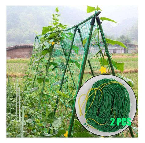 How to grow cucumbers...up the fence Grow Cucumbers, Morning Glory Vine, Vine Fruit, Trellis Netting, Climbing Trellis, Cucumber Trellis, Garden Netting, Growing Cucumbers, Trellis Plants