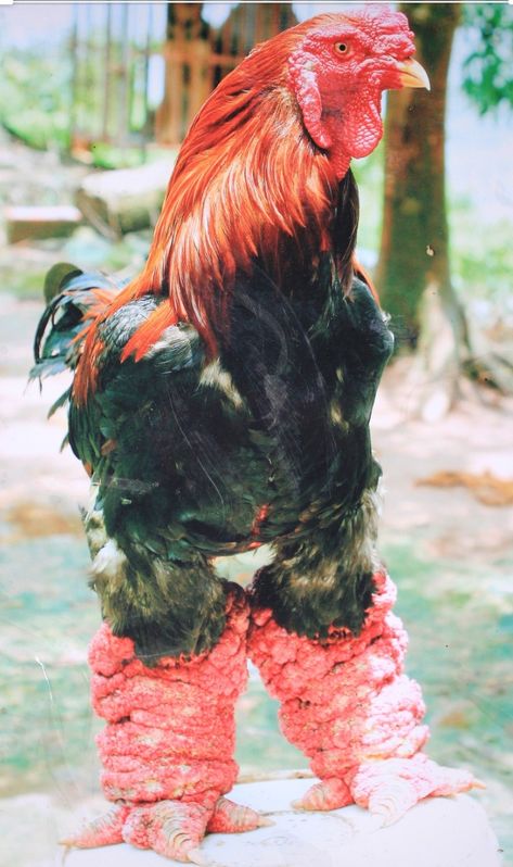 Dong Tao chicken Dong Tao Chicken, Vietnamese Dragon, Rare Chicken Breeds, Dragon Chicken, Ugly Animals, Fancy Chickens, Eagle Images, Beautiful Chickens, Chickens And Roosters