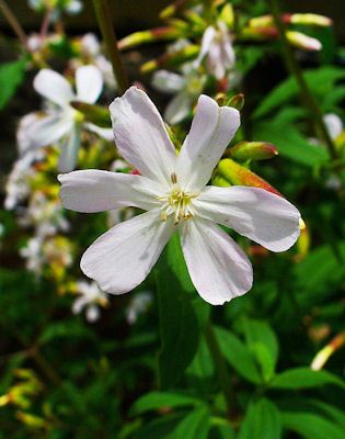 Soapwort Laundry Soap and Shampoo Recipes How To Make Soap, Shampoo Recipe, Make Soap, Diy Cosmetics, Creative Gardening, Organic Soap, Growing Herbs, Natural Life, Back To Nature