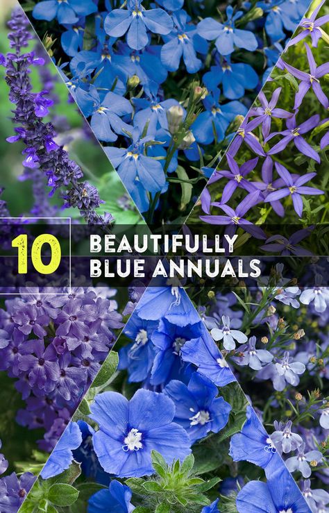 Blue flowering plants always seem to be in high demand. It is natural for things that are in short supply to be highly valued, and that is certainly true of blue flowers. This article will give you ten beautiful ideas for blue flowering annual plants. Blue Annual Flowers, Blue Perennial Flowers, Blue Foliage Perennials, Blue Petunias, Annual Flowers For Shade, Types Of Blue Flowers, Flower Combos, Flowering Shade Plants, Blue Flowering Plants