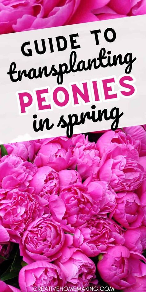 Learn how to successfully transplant peonies in the spring season with our comprehensive guide. Discover the best practices for ensuring your peonies thrive in their new location. Peony Farming, Transplanting Peonies, Transplant Peonies, Peony Flower Garden, Peony Plant, Transplanting Plants, Peony Farm, Peony Care, Lily Bridal Bouquet