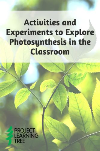 Photosynthesis Activity, Photosynthesis Experiment, Atom Activities, Homeschool Topics, Photosynthesis Projects, Photosynthesis Lab, Environmental Education Activities, Photosynthesis Activities, Biology Activities