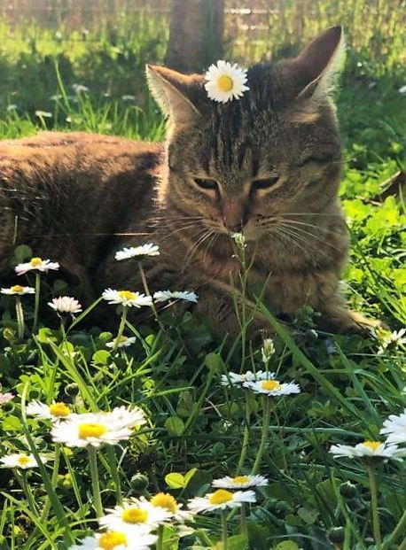 Cottage Core Cat, Flower Bed Edging, Aesthetic Cats, Cats Photos, Cute Cats Photos, Beautiful Photoshoot, Cute Photography, Dog Flower, Cat Aesthetic