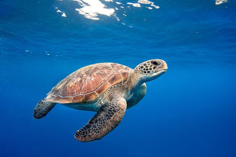 Sea Turtles Photography, Sea Turtle Wallpaper, Sea Turtle Pictures, Turtle Wallpaper, Turtle Images, Turtle Drawing, Sea Turtle Art, James Scott, Diy Tank