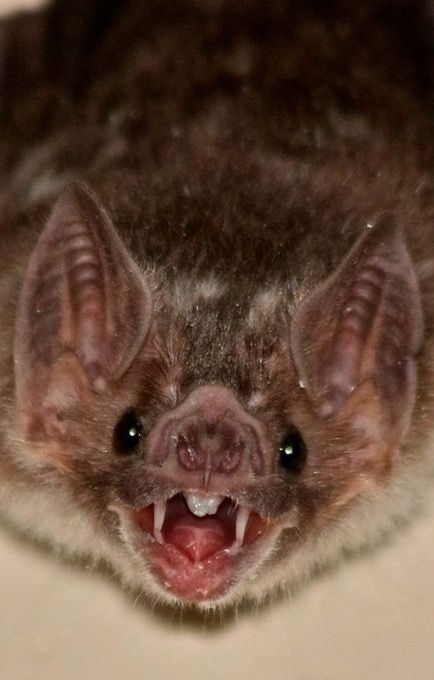 Bat Mouth Open, Vampire Bat Reference, Bat Vampire Art, Bats Reference, Vampire Bat Aesthetic, Vampire Bat Face, False Vampire Bat, Vampire Bat Art, Bat Reference