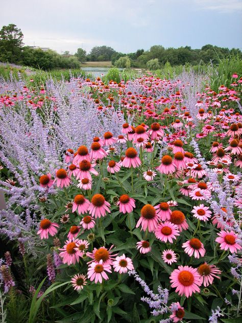 Pink And Purple Landscaping, English Country Gardens Cottage, Magnus Echinacea, Echinacea Garden, Echinacea Plant, Echinacea Flower, Prairie Planting, Prairie Garden, Backyard Flowers