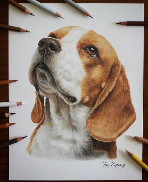 #fabercastell#polychromos and #carandache luminance colored pencils on strathmore bristol paper(smooth surface) . . .… Begal Dogs, Beagle Drawing, Beagle Illustration, Carandache Luminance, Beagle Art, Crayons Pastel, Dog Portraits Art, Color Pencil Illustration, Pencil Drawings Of Animals