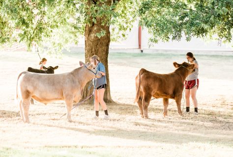 Recently, I helped with a Master Showmanship clinic for cattle, sheep, and hogs. As I prepared for this event, I came up with 4 principles across the board to step up your game. Showmanship is more… Weaver Livestock, Life Weaver, Club Calf, Showing Cattle, Livestock Showing, Livestock Judging, 4h Projects, Show Steers, Show Cows