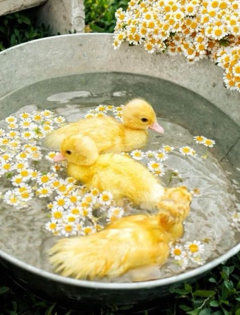 Raising Ducks For Beginners, Ducks For Beginners, Call Ducks, Duck Care, Duck Pens, Pet Duck, Duck Farm, Duck Breeds, Duck Farming