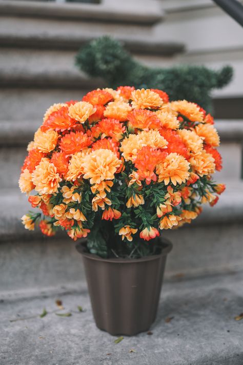 I put Mitch in charge of buying mums for the front stoop this year, as I was in charge last year and they all died within the first two weeks despite constant watering. 😆

This past summer, we went faux with nearly every outdoor plant, with the exception of the gardens in the front, and never looked back. Not surprisingly, Mitch wanted to go faux with the mums. Faux Mums, Faux Outdoor Plants, Artificial Flowers Outdoors, Front Porch Flower Pots, Front Door Planters, Potted Mums, Fall Landscaping, Front Stoop, Fall Mums