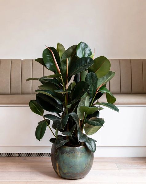 This evergreen bush or tree form makes a beautiful and impressive statement in any room. Ficus Burgundy, Evergreen Bush, Fluorescent Lights, Make Flowers, Small Flower Pots, Backyard Vegetable Gardens, Ficus Elastica, Rubber Plant, Rubber Tree