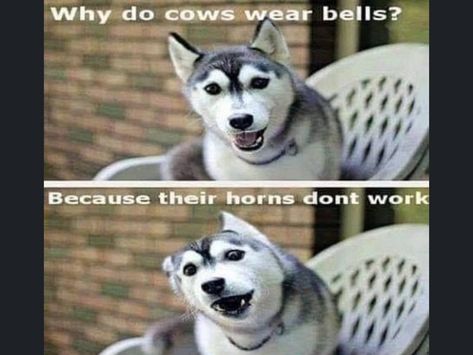 New Funny Quotes, Chicken Jokes, Hilarious Puns, Funny Quotes Humor, Funny Dog Jokes, Funny Instagram Memes, Dog Puns, Cheesy Jokes, Dog Jokes