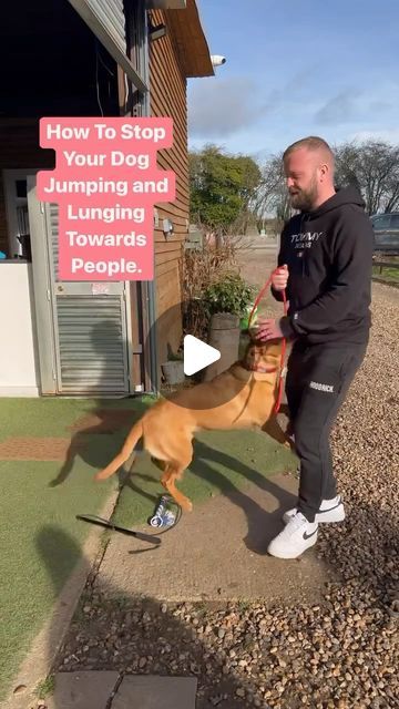 Southend Dog Training on Instagram: "How To Stop Jumping Up At People   #dogs #dogtaining #pets" How To Get Your Dog To Stop Jumping, Training Dog Not To Jump, Stop Dog From Jumping On People, Multiple Dogs, Dog Training, Train, Dogs, On Instagram, Instagram