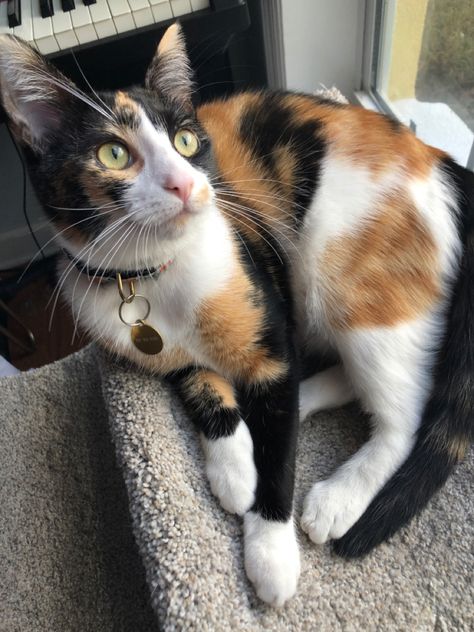 Shorthair Calico Cat, Short Hair Calico Cat, Calico Cat Shorthair, Calico Cat Aesthetic, Cute Calico Cat, Cat Calico, Home Cat, Calico Cats, Calico Kitten