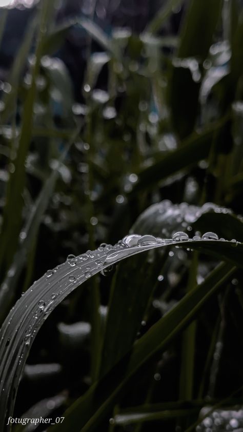 A bunch of leaves with some crystal clear water drops on them. Monsoon Wallpaper, Phone Wallpaper, Plants