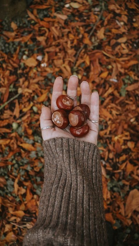 The Midsummer Child Autumn Pictures Instagram, Slow Autumn, Fall Flatlay, Autumn Produce, Walking Forest, Autumn Flatlay, Tis Autumn, Autumn Tale, Cosy Season