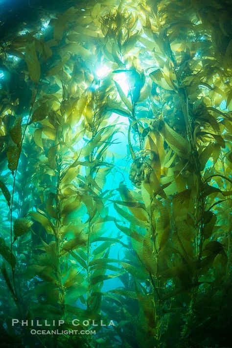 Kelp Forest Forest Giant, Catalina Island California, Ocean Projects, Lost City Of Atlantis, Forest Drawing, Kelp Forest, Farm Paintings, Water Aesthetic, Mermaid Aesthetic