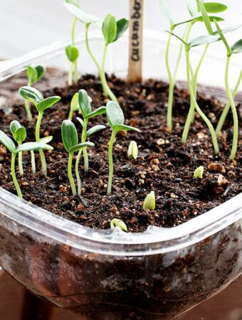 Starting Cucumber Seeds Indoors - The Farm Girl Blog Growing Cucumbers From Seed, Homesteading Inspiration, Cucumber Seedlings, Seeds Planting, Growing Seedlings, Seed Planting, Seedlings Indoors, Tattoo Plant, Seed Pots