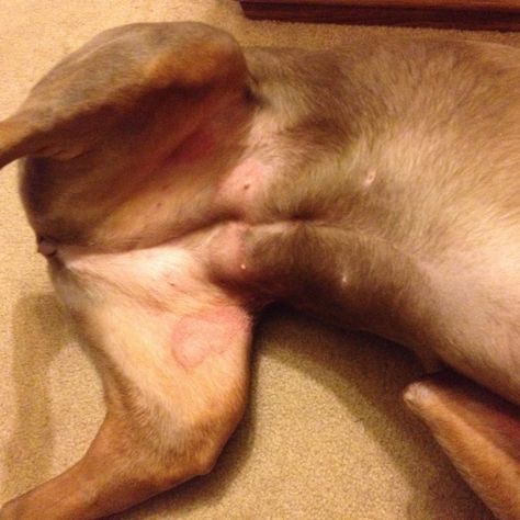 Dog Rash Remedy Skin, Rash On Stomach, Rash On Dogs Belly, Groin Rash, Dog Skin Problems Pictures, Inner Thigh Rash, Heat Rash Remedy, Home Remedies For Rashes, Dog Benadryl