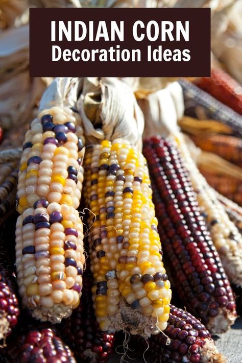 What To Do With Indian Corn, Fall Decor With Indian Corn, Fall Corn Decor, How To Decorate With Indian Corn, Decorate With Corn Stalks, Dried Corn Stalks Decor, Corn Cob Decorations Fall Crafts, Decorating With Indian Corn, Indian Corn Decor