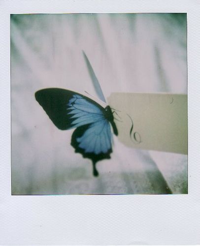 fandom inspiration: butterfly (Life is Strange) Arcadia Bay, Polaroid Photography, Photo Polaroid, Chloe Price, Polaroid Pictures, Life Is Strange, Aesthetic Vintage, Blue Butterfly, Blue Aesthetic