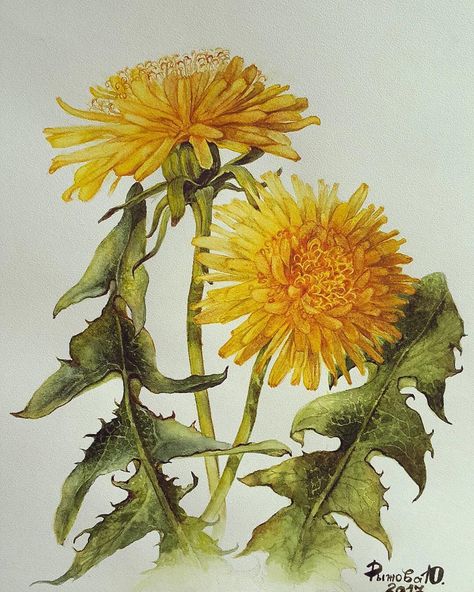 Dandelion Drawing, Botanical Journal, Botanical Sketchbook, Dandelion Art, Illustration Botanique, Acrylic Flower, Dandelion Flower, Watercolor Flowers Paintings, Botanical Painting