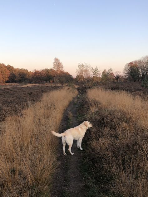 Golden Labrador Aesthetic, Yellow Labrador Retriever Aesthetic, Labrador Retriever Yellow, Yellow Labs Dogs, Yellow Lab Aesthetic, Aesthetic Labrador, Labrador Retriever Aesthetic, Blond Labrador, English Labrador