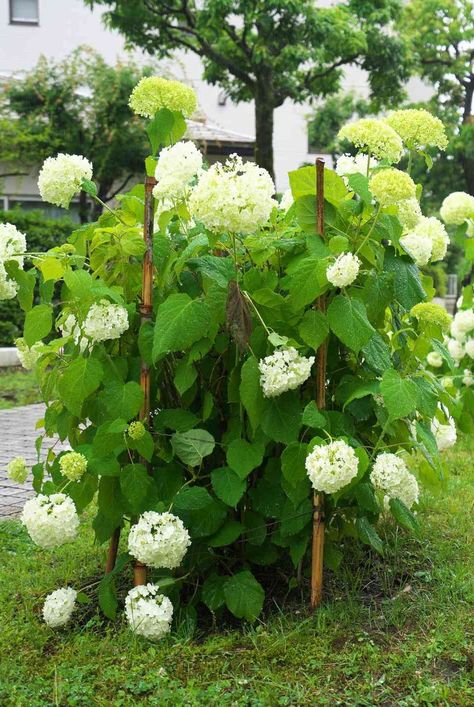 People who appreciate hydrangeas have a soft spot for Annabelle hydrangeas. Learn how to grow your flowers as big and heavy as broccoli crowns. #flowercareguide #hydrangeas #gardeningadvice #houseplanthacks #howtogrow #plantparenttips #thespruce White Flowering Shrubs, Hydrangea Arborescens Annabelle, Annabelle Hydrangea, Broccoli Crowns, Smooth Hydrangea, Hydrangea Arborescens, September Flowers, Small Balcony Garden, Hydrangea Care