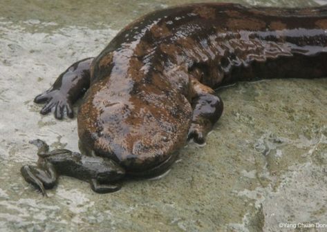 ©Yang Chuan DongPlease contact the photographer directly if you would like to use this picture. Chinese Giant Salamander, Giant Salamander, Conservation Activities, Animal Antics, Weird Creatures, Reptiles And Amphibians, Wild Nature, Hyena, Anaconda