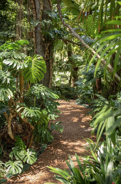 Tropical Landscape Design Entrance, Rainforest Landscape Design, Tropical Food Forest, Filipino Garden, Tropical Courtyard Garden, Jungle Backyard, Forest Scape, Diy Garden Decorations, Rainforest Garden