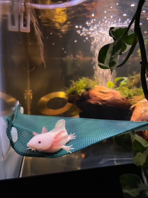 Pink axolotl laying in green hammock with aquarium plants in the background Axolotl Tank Set Up, Axolotl Aquarium Ideas, Mc Axolotl Enclosure, Axolotl Pet Tank, Bioactive Axolotl Tank, Axolotl Tank Ideas, Axolotl Care, Axalotal Tank, Cool Fish Tank Decorations