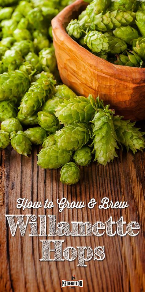 How to Grow & Brew Beer With Willamette Hops: Hop growing in the Willamette valley of Oregon has been going on since the 1850s, but it would take almost 120 years for the hop variety named for the mighty river and valley to be developed. Until the 1960’s Oregon’s main hop crops were Brewer’s Gold and Fuggles. Beer Presentation, Hop Growing, Satyr Bard, Montana Wildflowers, Growing Hops, Hops Plant, Beer Ingredients, Beer Hops, Humulus Lupulus