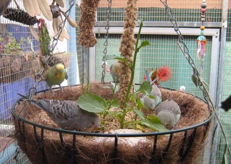 Diy Parakeet Cage, Indoor Aviary, Parrot Treats, Homemade Bird Toys, Budgie Cage, Diy Bird Cage, Bird Ideas, Cage Decor, Diy Bird Toys