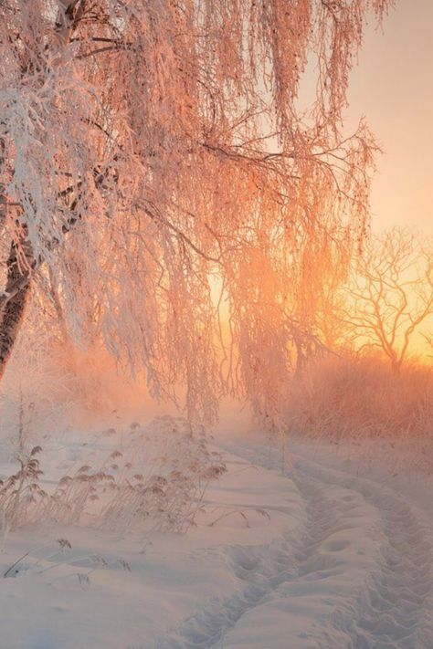 Golden Winter Aesthetic, Winter Warmth Aesthetic, Winter Into Spring Aesthetic, Calm Winter Aesthetic, Winter Golden Hour, Sunny Winter Day Aesthetic, Winter Aesthetic Nature, Winter Sunrise Aesthetic, Snow Esthetics