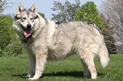 Native American Indian Dog, NAID Native American Dog, Native American Indian Dog, American Indian Dog, Indian Dog, Dingo Dog, Dog Breeders, Big Dog Breeds, American Dog, 3 Dogs