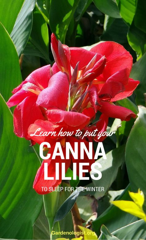 Gardeners who live in cold winter areas will want to store their canna bulbs over the winter. Canna Bulbs, Canna Lilies, Winter Care, Canna Lily, Cold Winter, The Winter, Lily, Plants, Flowers