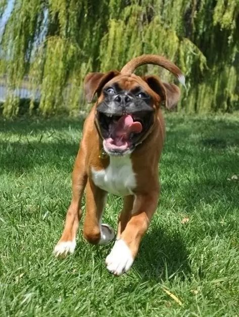 Animal Humor Dog, Hyper Dog, Happy Happy Happy, Boxer Puppy, Real Bones, Boxer Puppies, Animal Advocacy, Bad Dog, Boxer Dogs