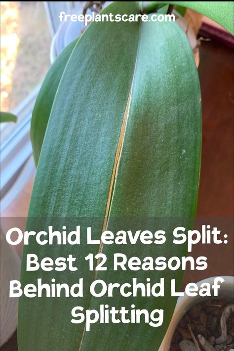 Orchid Leaves Split: Best 12 Reasons Behind Orchid Leaf Splitting Orchid Leaf Problems, Leaves Meaning, Gardening Products, Christmas Cactus Care, Indoor Orchids, Orchid Fertilizer, Orchid Plant Care, Orchid Varieties, Orchid Leaves